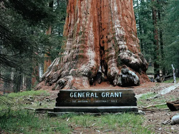 US California Sequoia Kings Canyon National Park Giant Sherman Tree james lee unsplash