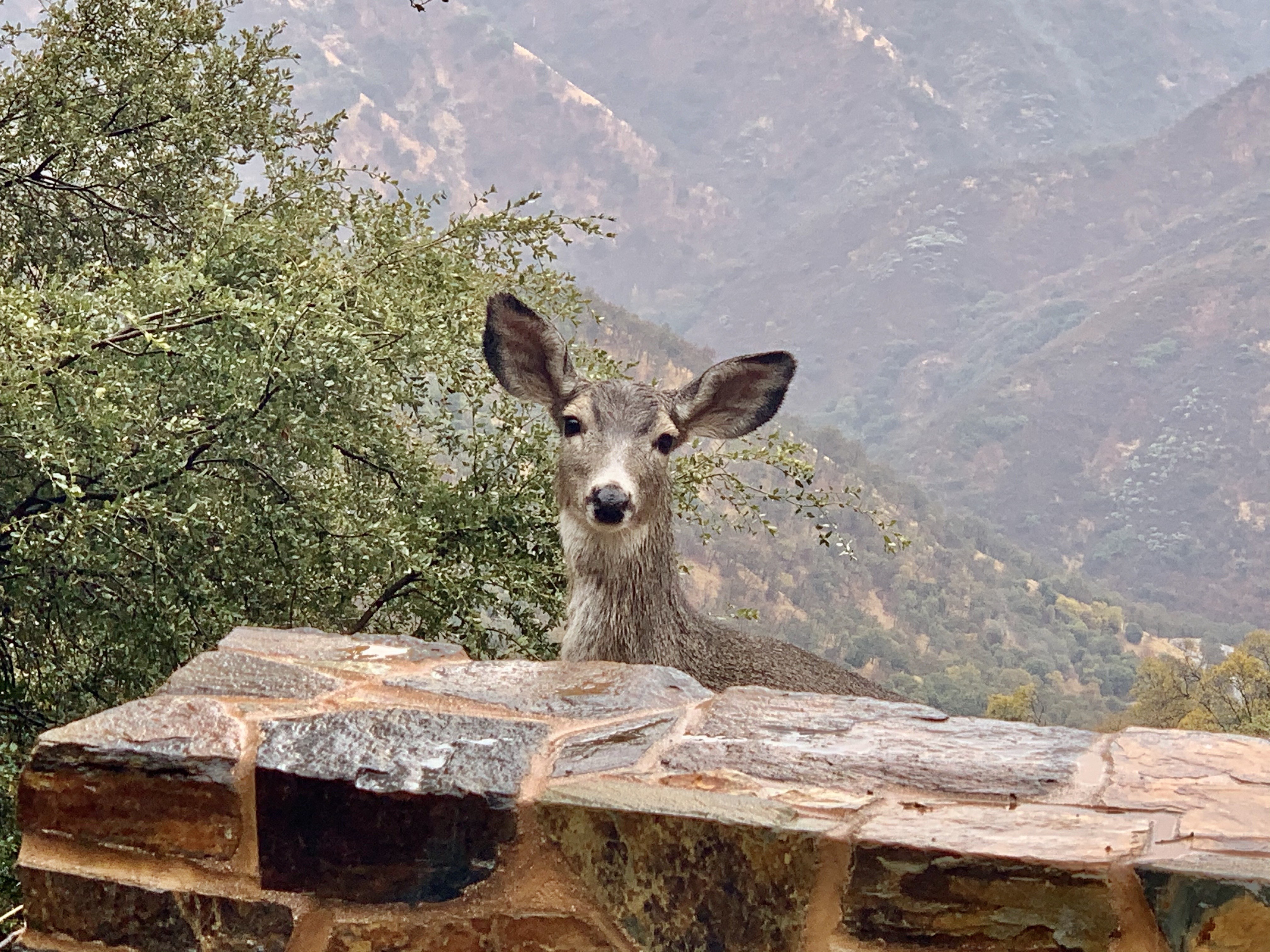 US California Sequoia Kings Canyon National Park mule deer wildlife