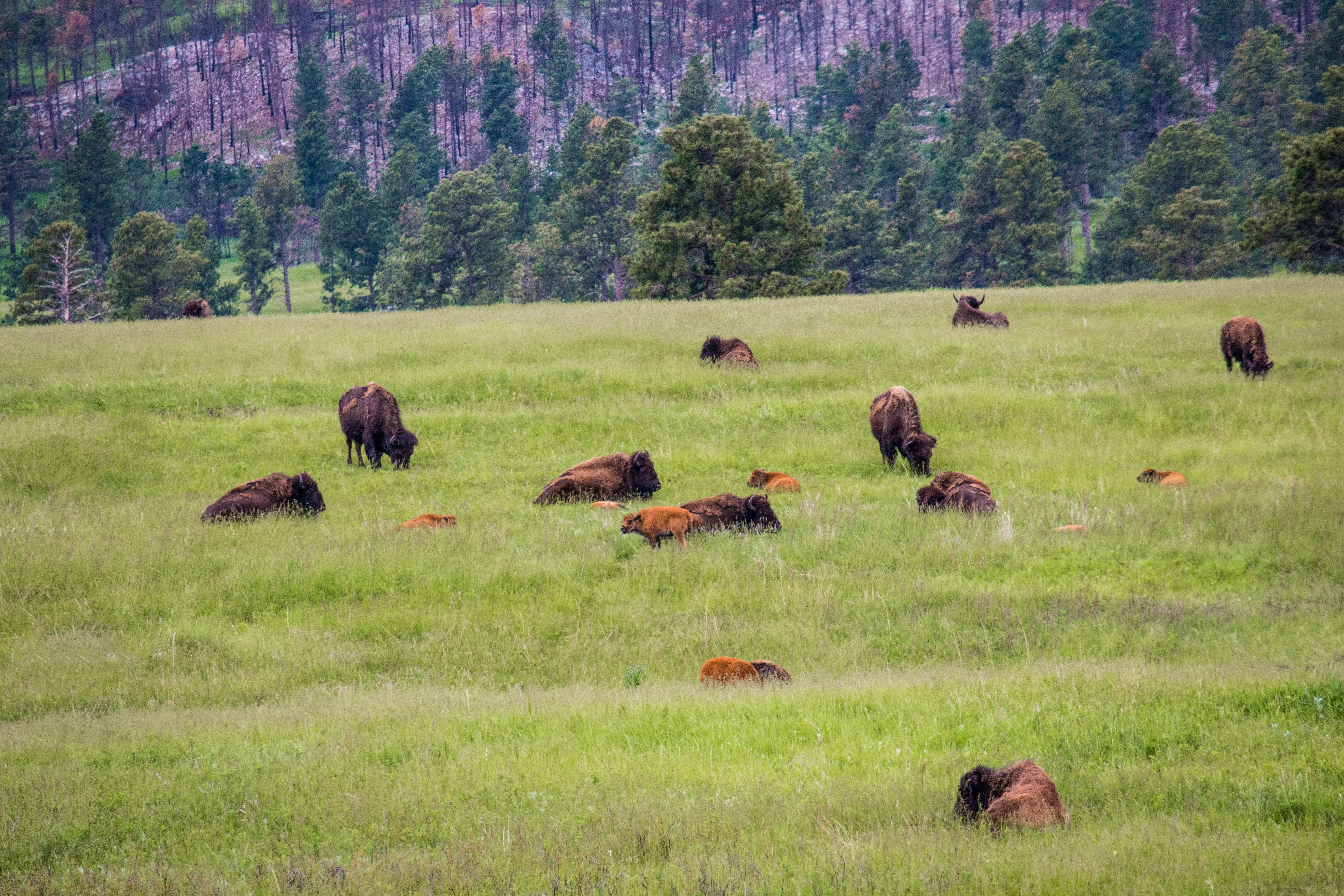 US South Dakota bison herd jonathan mast unsplash