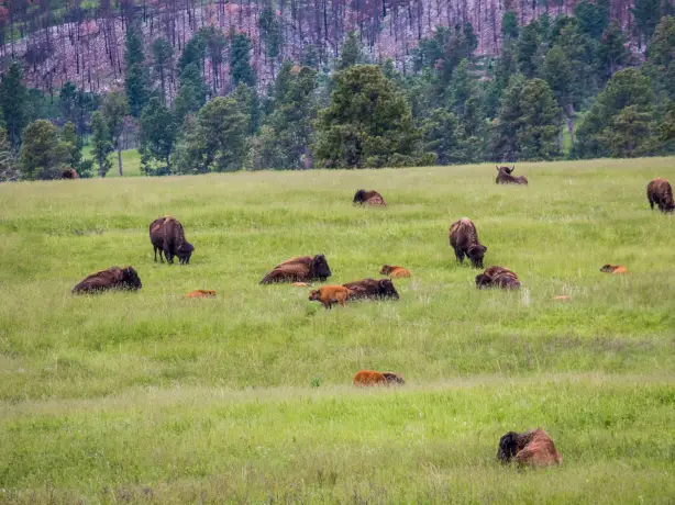 US South Dakota bison herd jonathan mast unsplash
