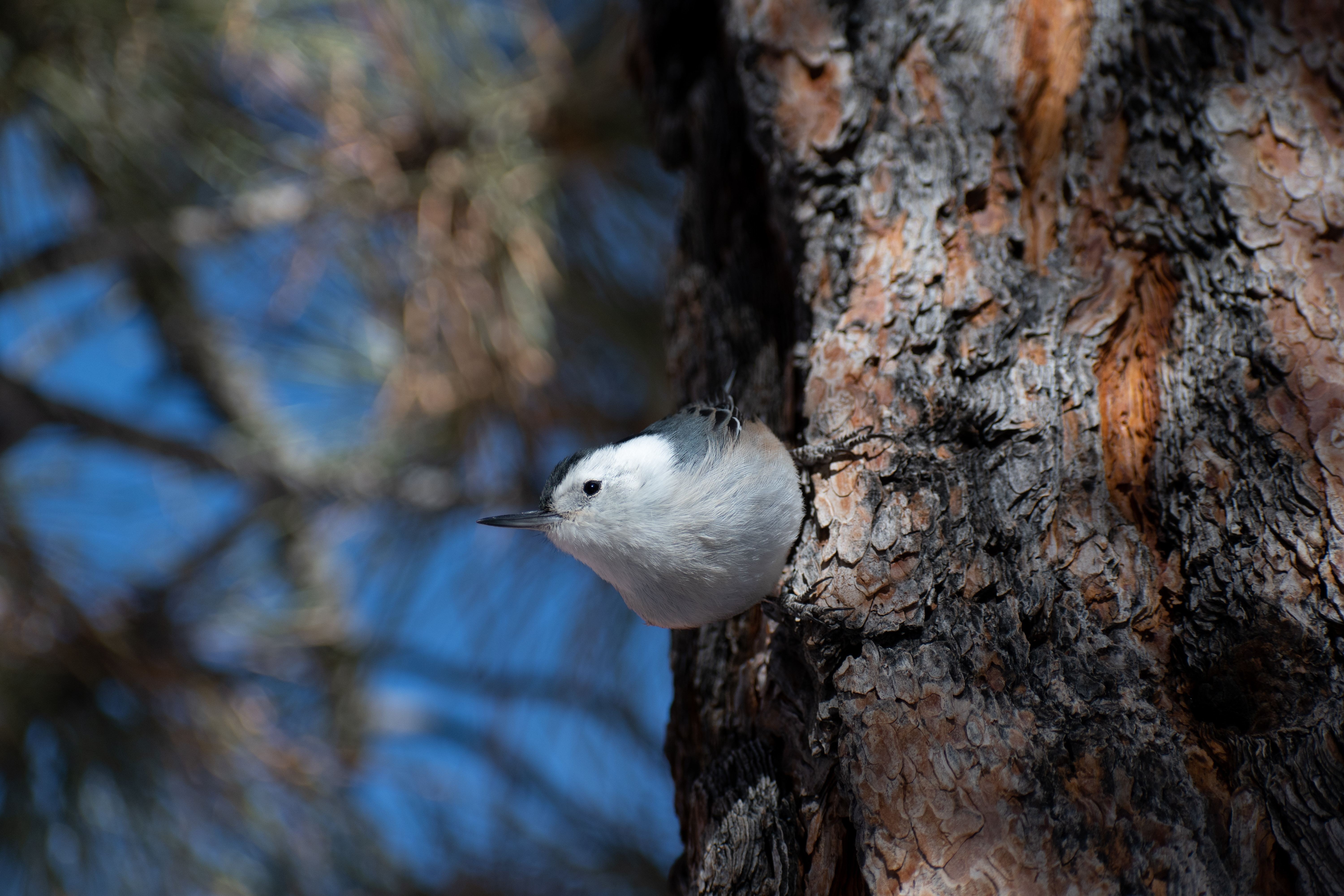 US Utah Bryce Canyon NP wildlife bird watching codi burley unsplash