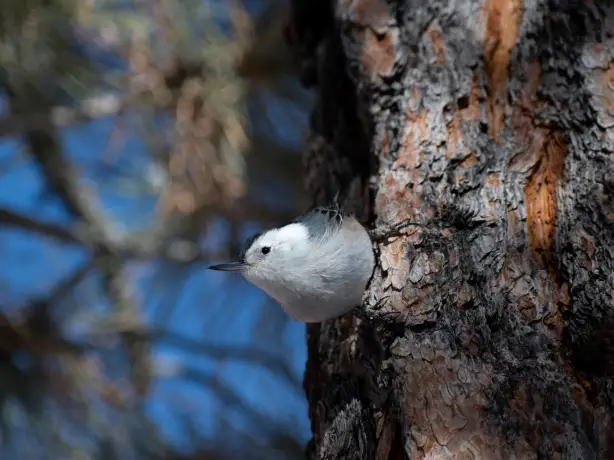 US Utah Bryce Canyon NP wildlife bird watching codi burley unsplash
