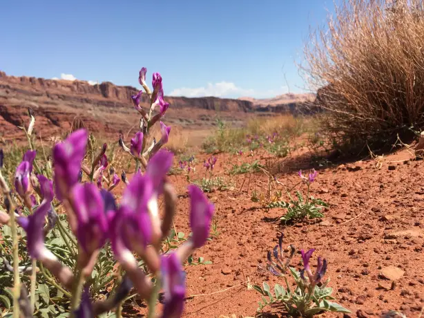 US Utah Moab wildflowers kaylee stepkoski unsplash