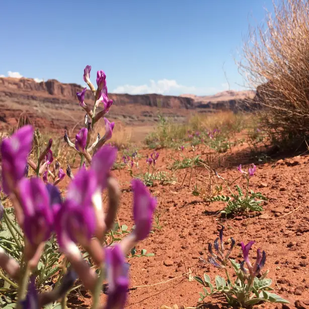 Lila Wildblumen wachsen in roter Wüste der USA