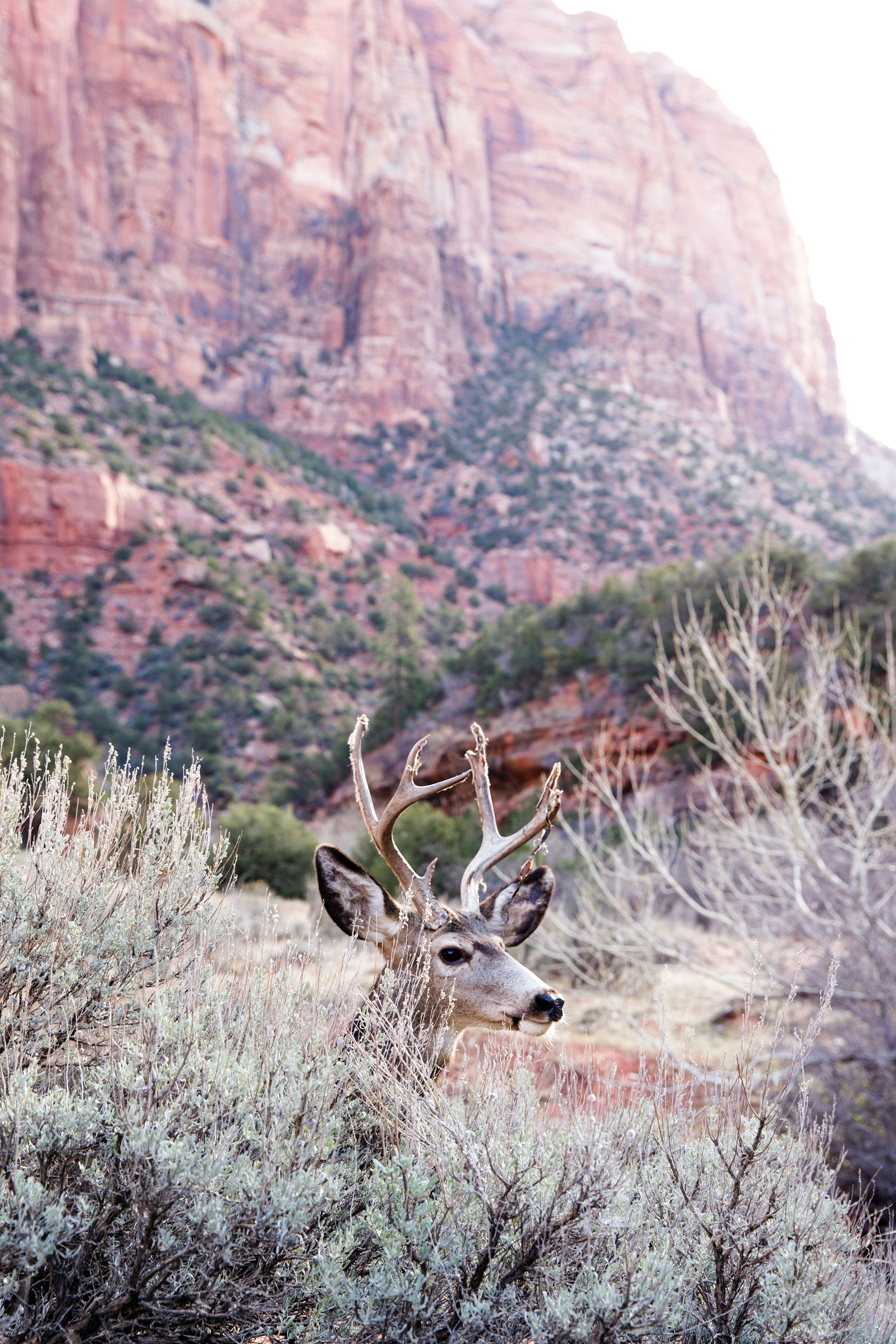 US Utah Zion NP wildlife deer jesse callahan unsplash