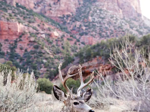 US Utah Zion NP wildlife deer jesse callahan unsplash