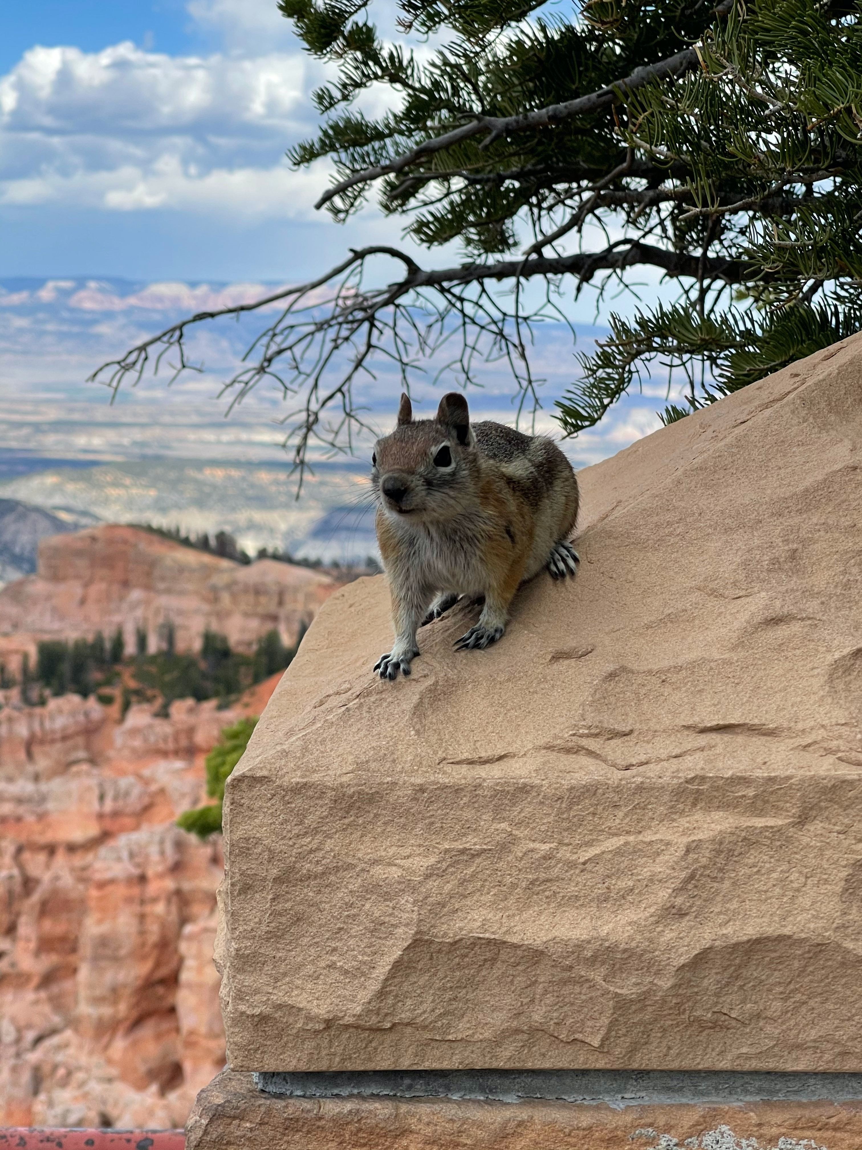 US Utah Zion NP wildlife squirrel matt thomason unsplash
