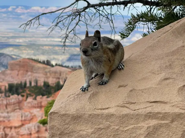 US Utah Zion NP wildlife squirrel matt thomason unsplash