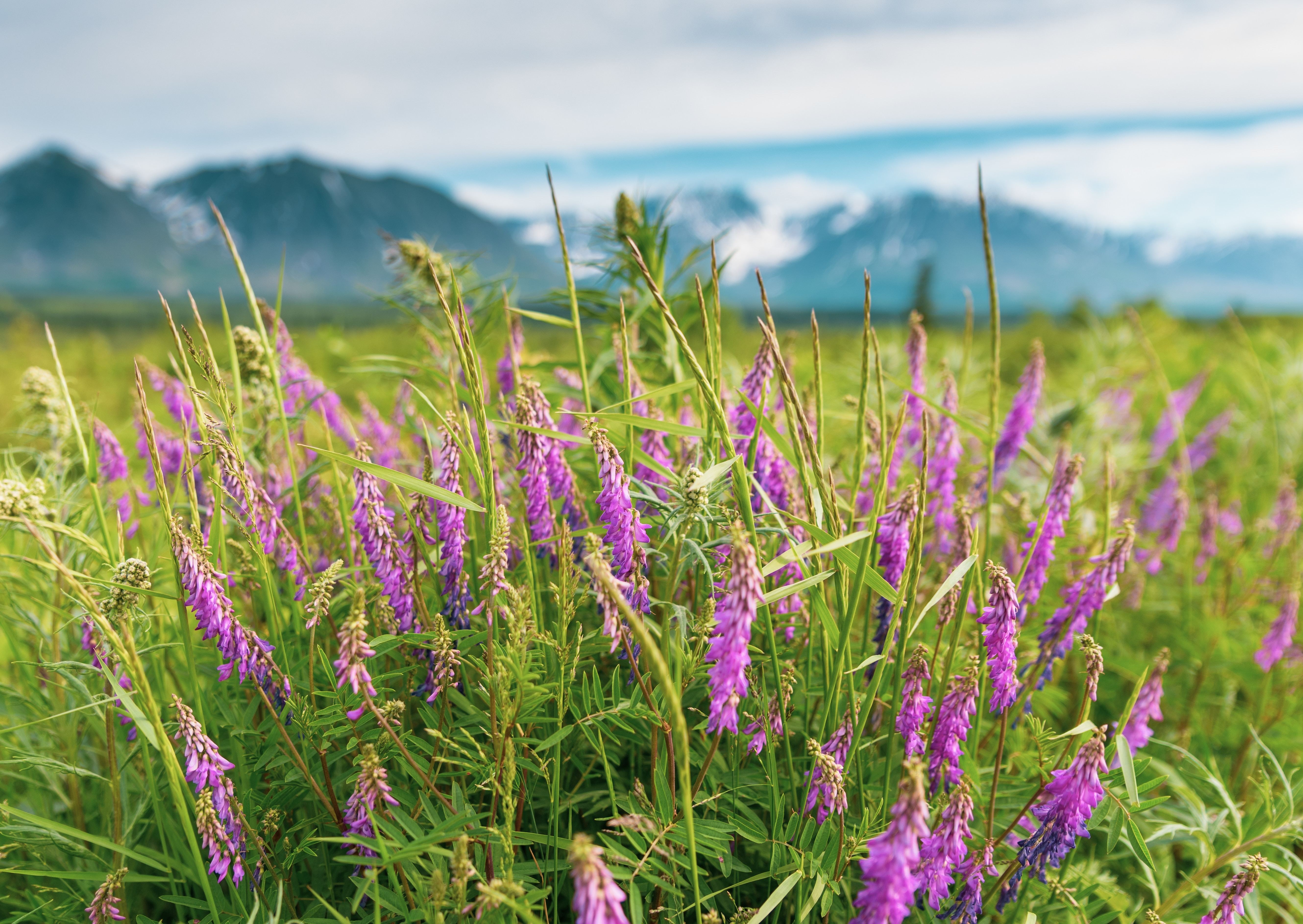 USA Alaska Denali National Park wildflower lupin hari nandakumar unsplash