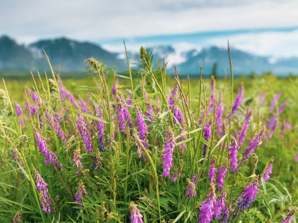 USA Alaska Denali National Park wildflower lupin hari nandakumar unsplash