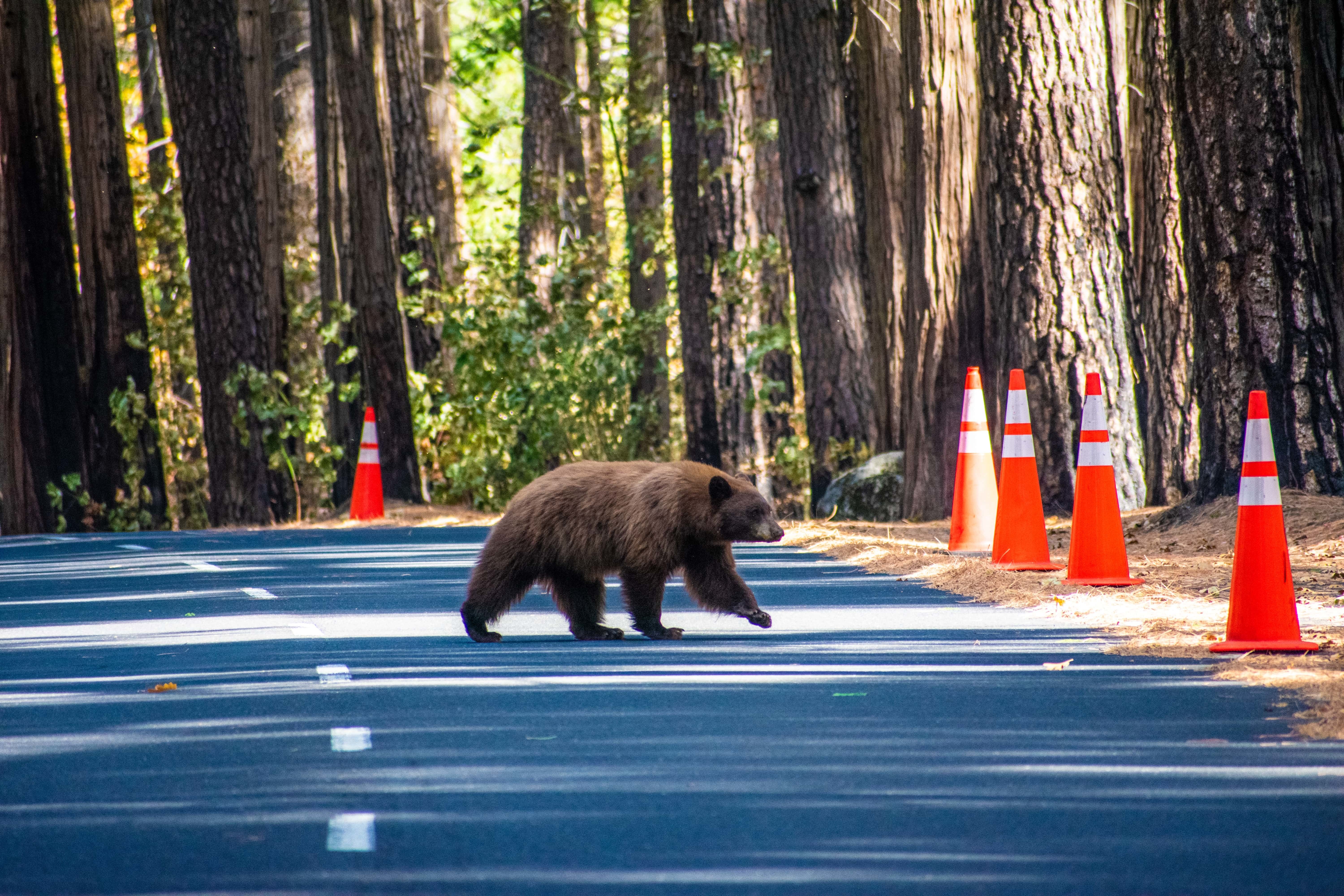 Ein Schwarzbär überquert die Straße im Redwood National Forest, Kalifornien.
