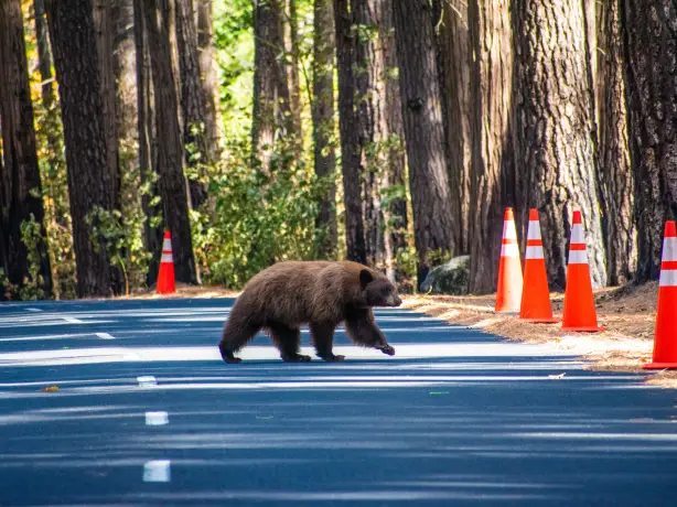 A black bear crosses the road in Redwood National Forest, California