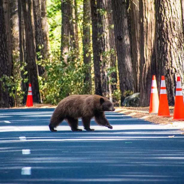 Ein Schwarzbär überquert die Straße im Redwood National Forest, Kalifornien.