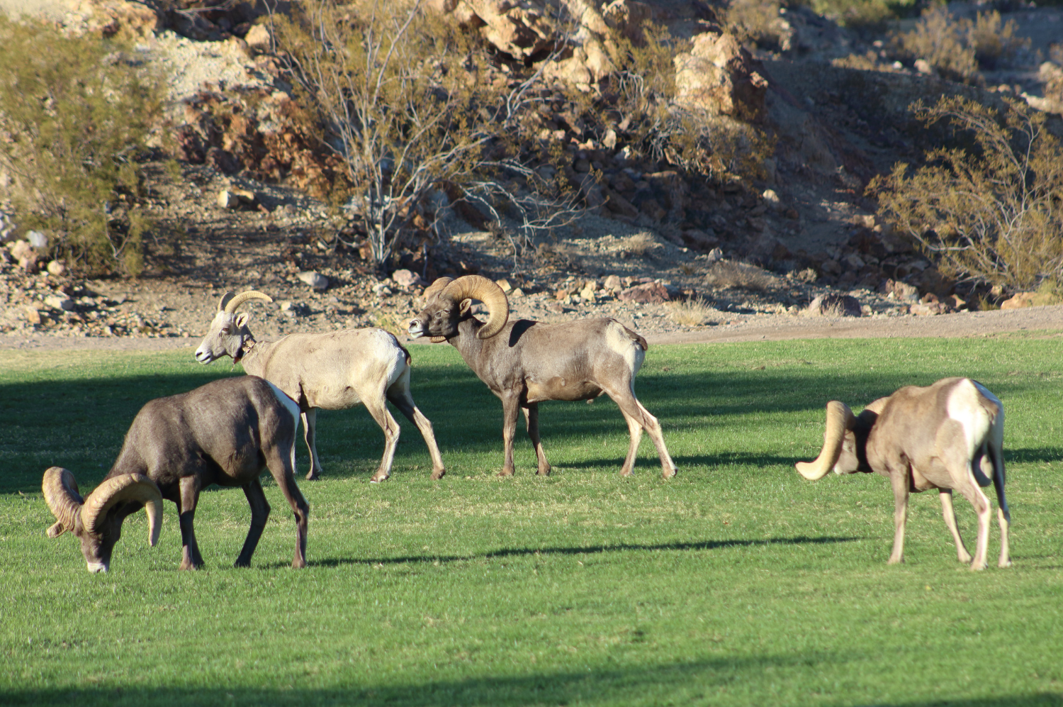 USA Nevada Boulder City bighoorn sheep Hemenway Park Wytenite