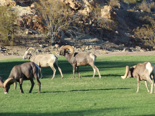USA Nevada Boulder City bighoorn sheep Hemenway Park Wytenite