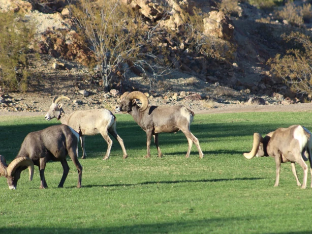 USA Nevada Boulder City bighoorn sheep Hemenway Park Wytenite
