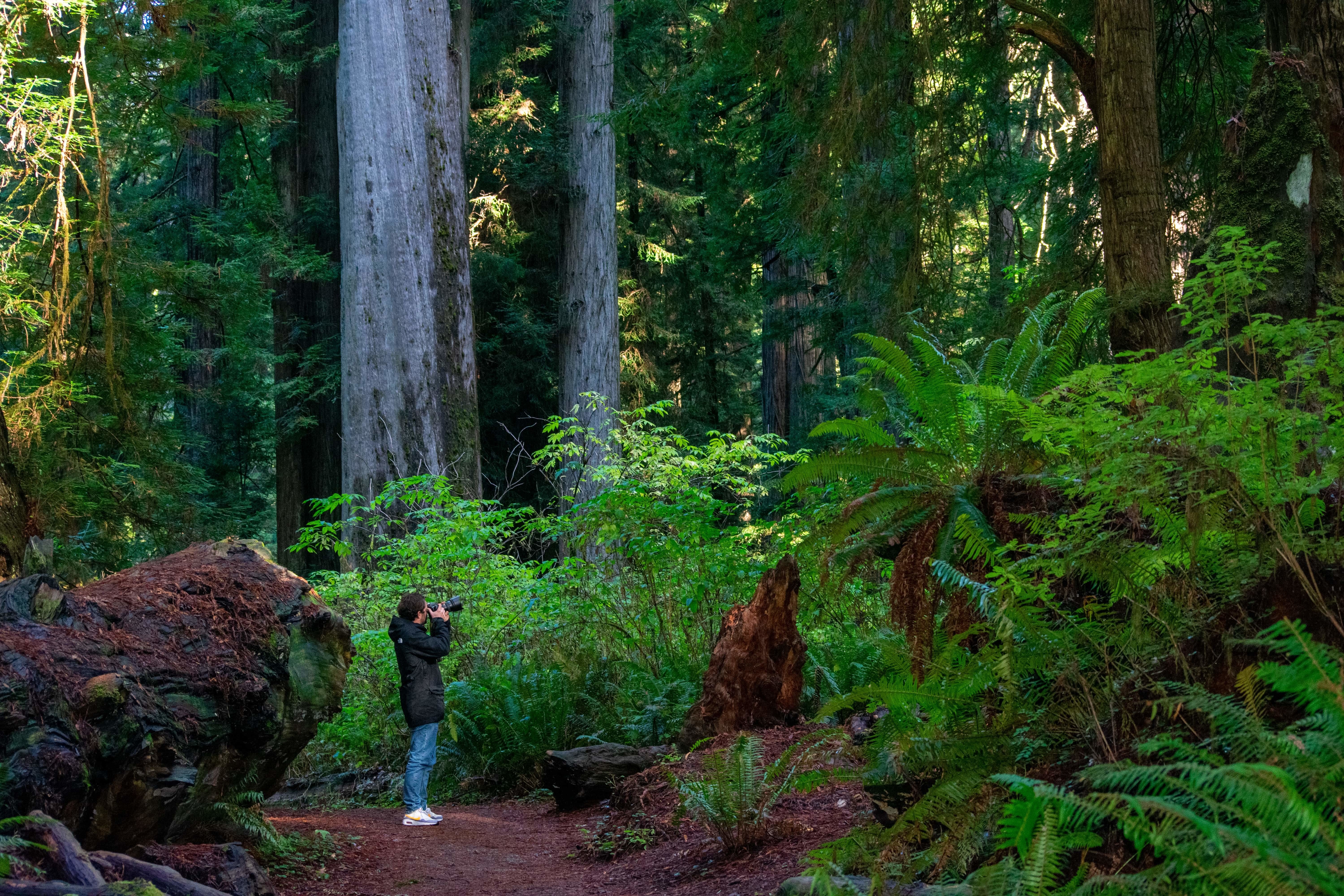 USA Redwood NP Thies famil