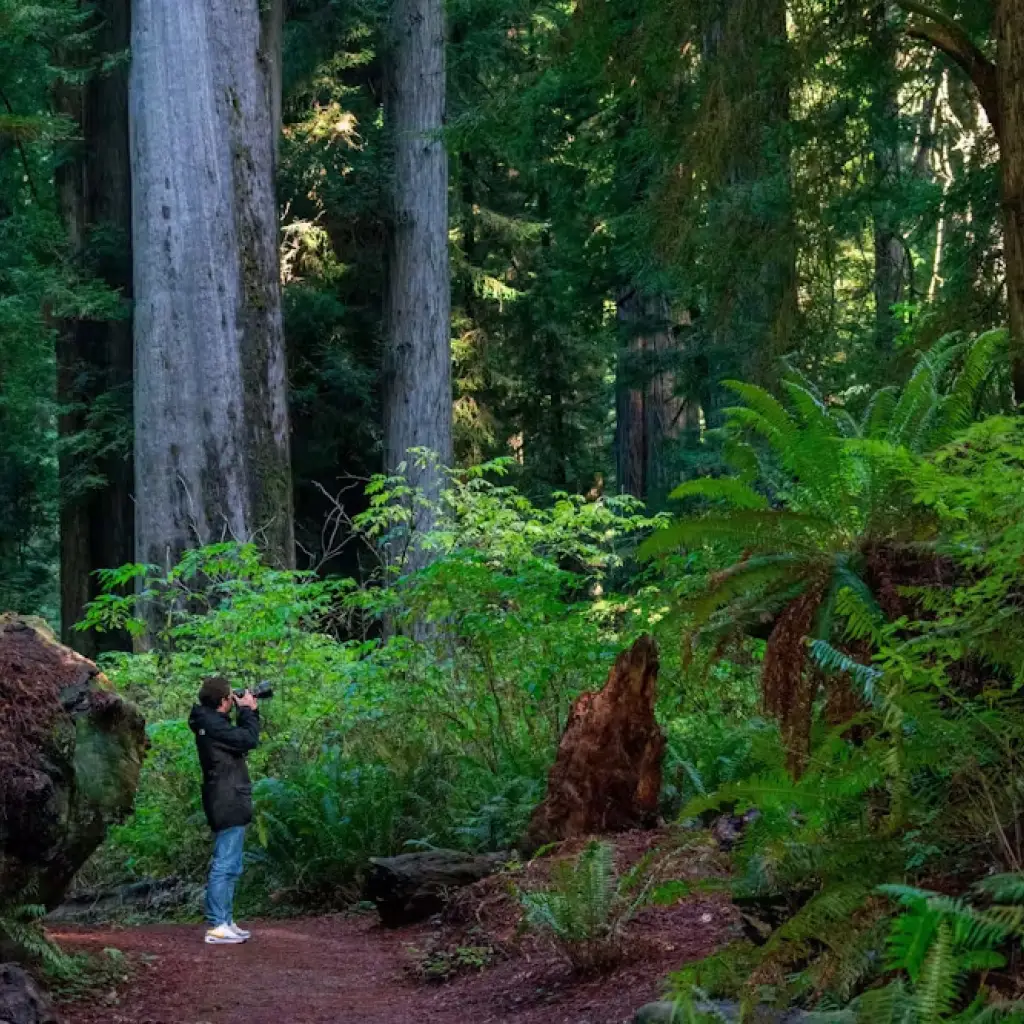 Eine Person steht auf einem Waldweg zwischen Redwood-Bäumen und fotografiert den Wald