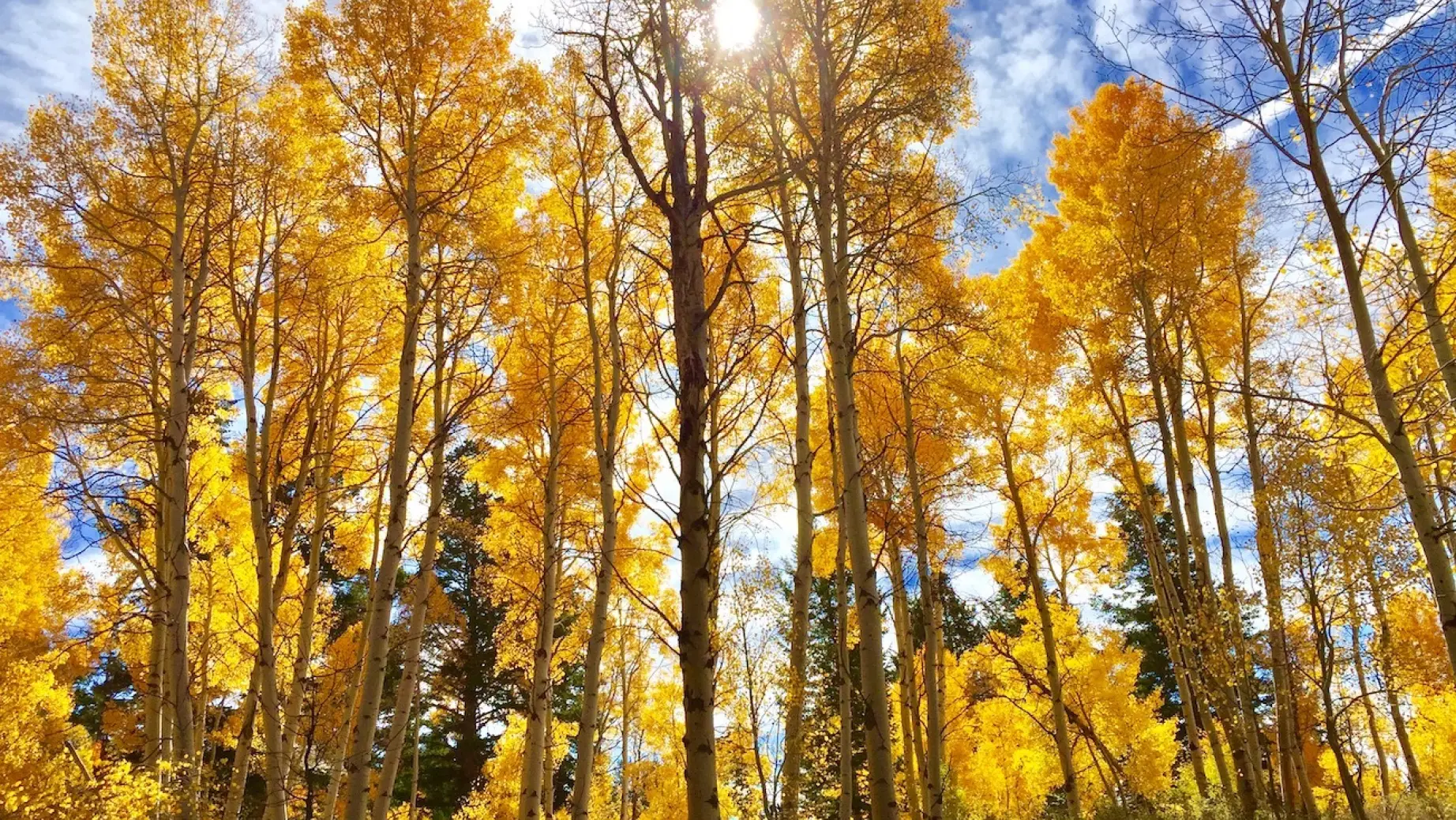 USA Utah Rich County Logan Canyon Herbst