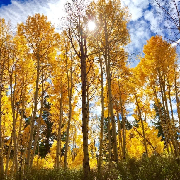 USA Utah Rich County Logan Canyon Herbst