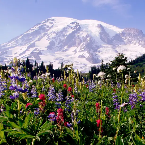 USA Washington Mount Rainier Paradise