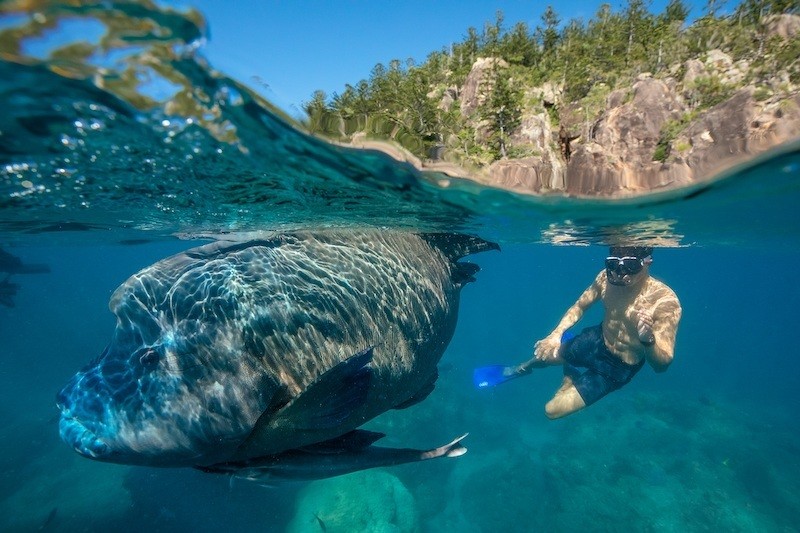 Australien Queensland Whitsundays Schnorcheln