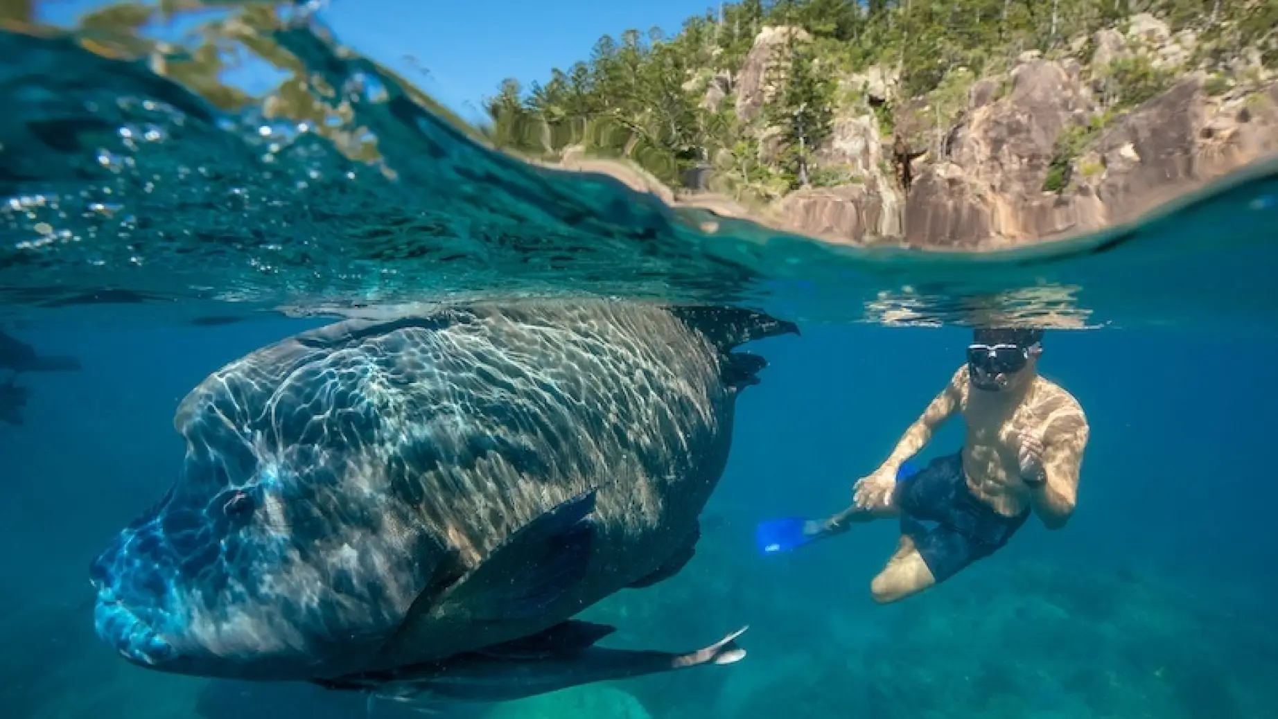 Australien Queensland Whitsundays Schnorcheln