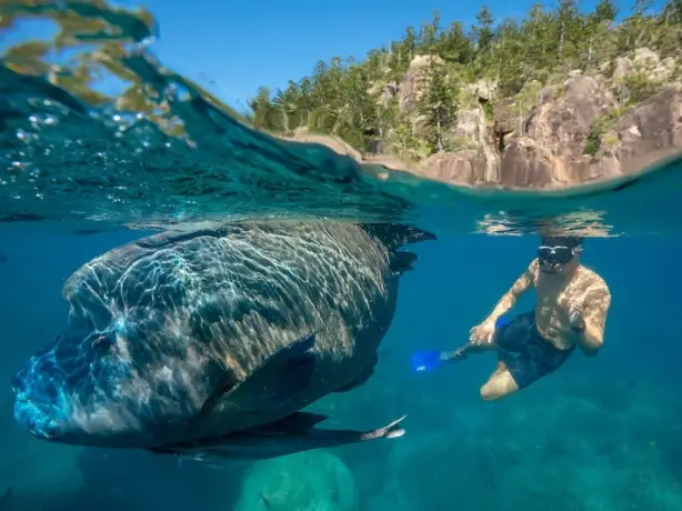 Australien Queensland Whitsundays Schnorcheln