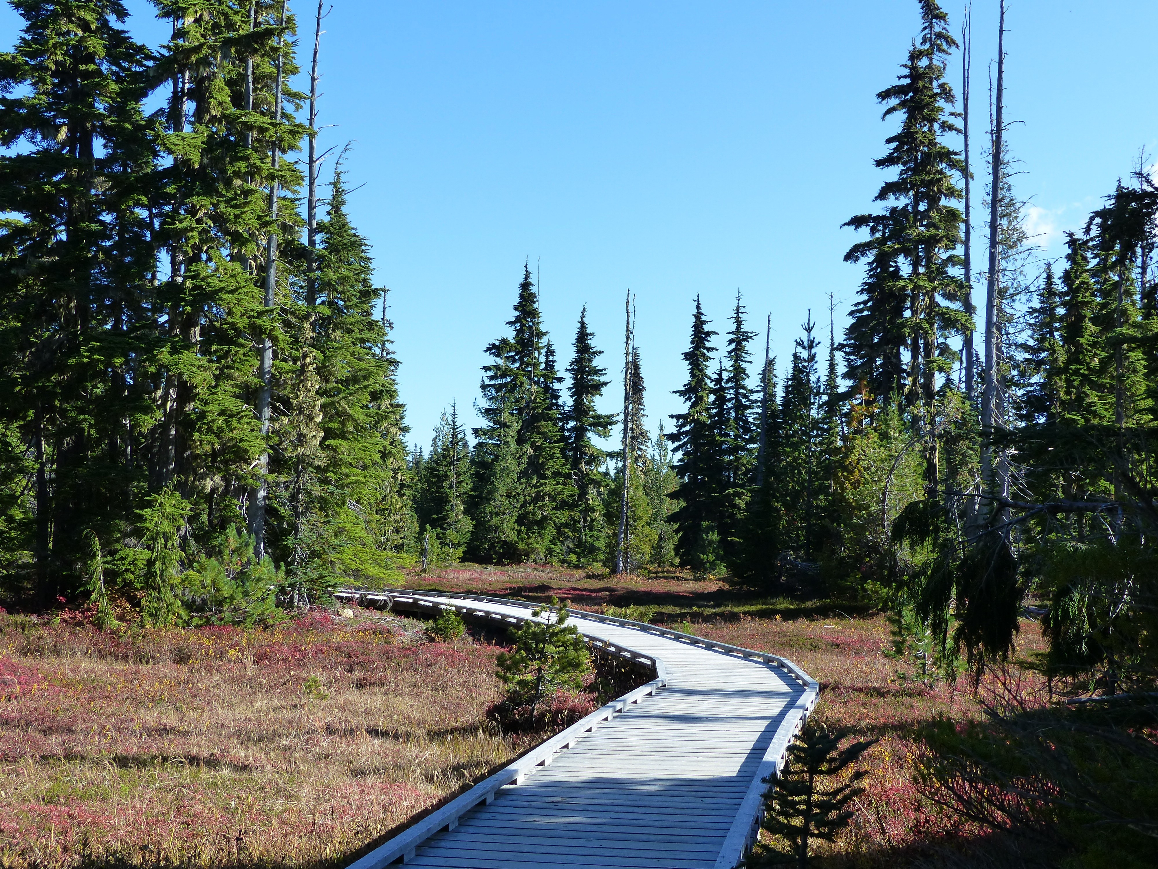 Vancouver Island XVII
