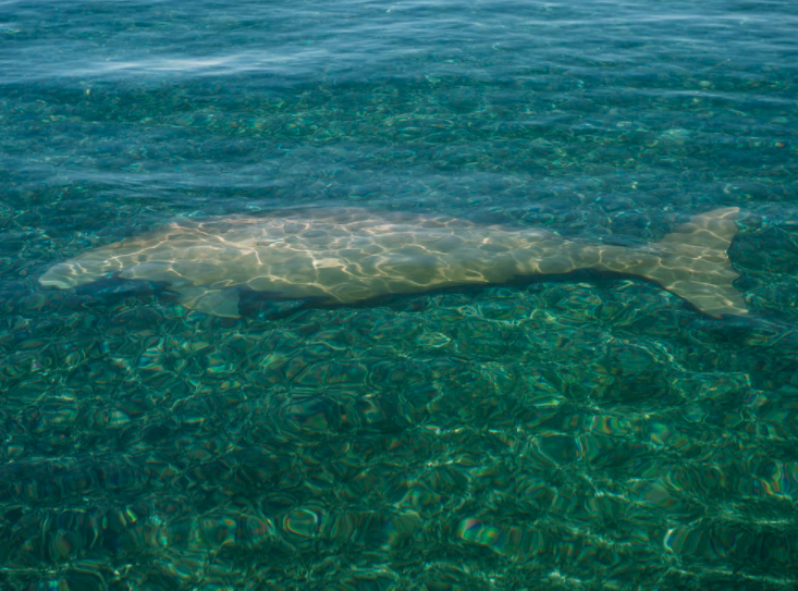 Australien Westaustralien Dugong