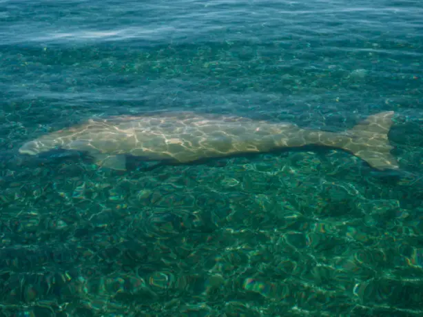 Australien Westaustralien Dugong