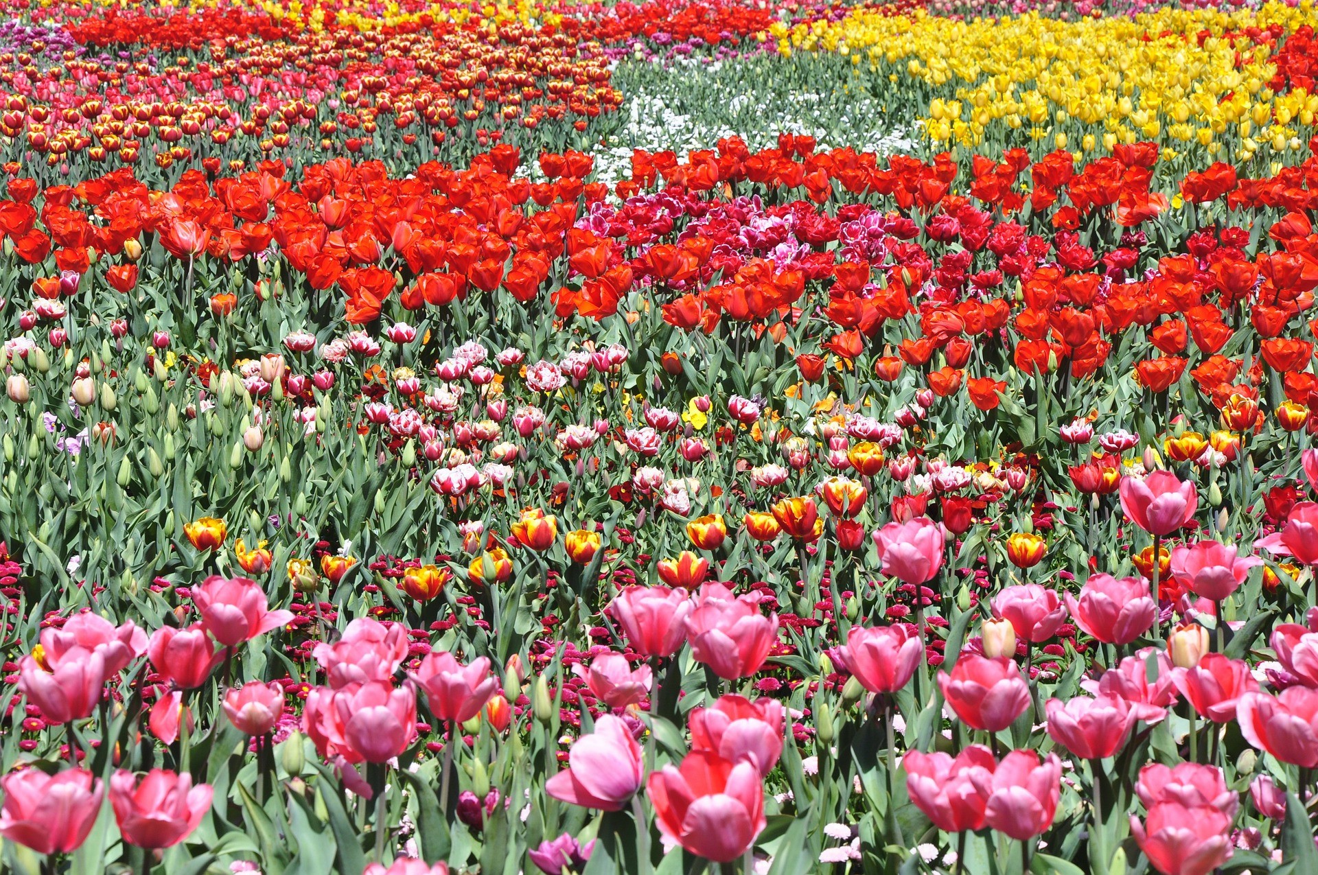 Australien Australian Capital Territory Canberra Floriade
