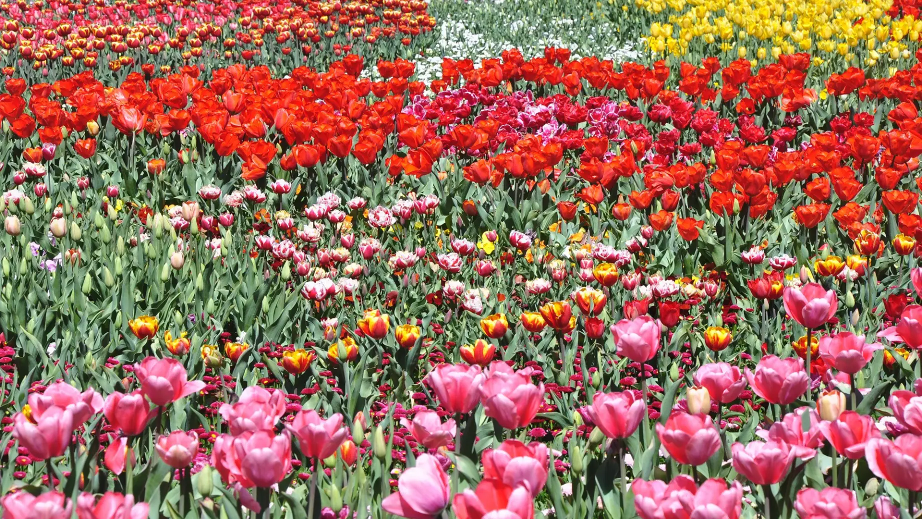 Australien Australian Capital Territory Canberra Floriade
