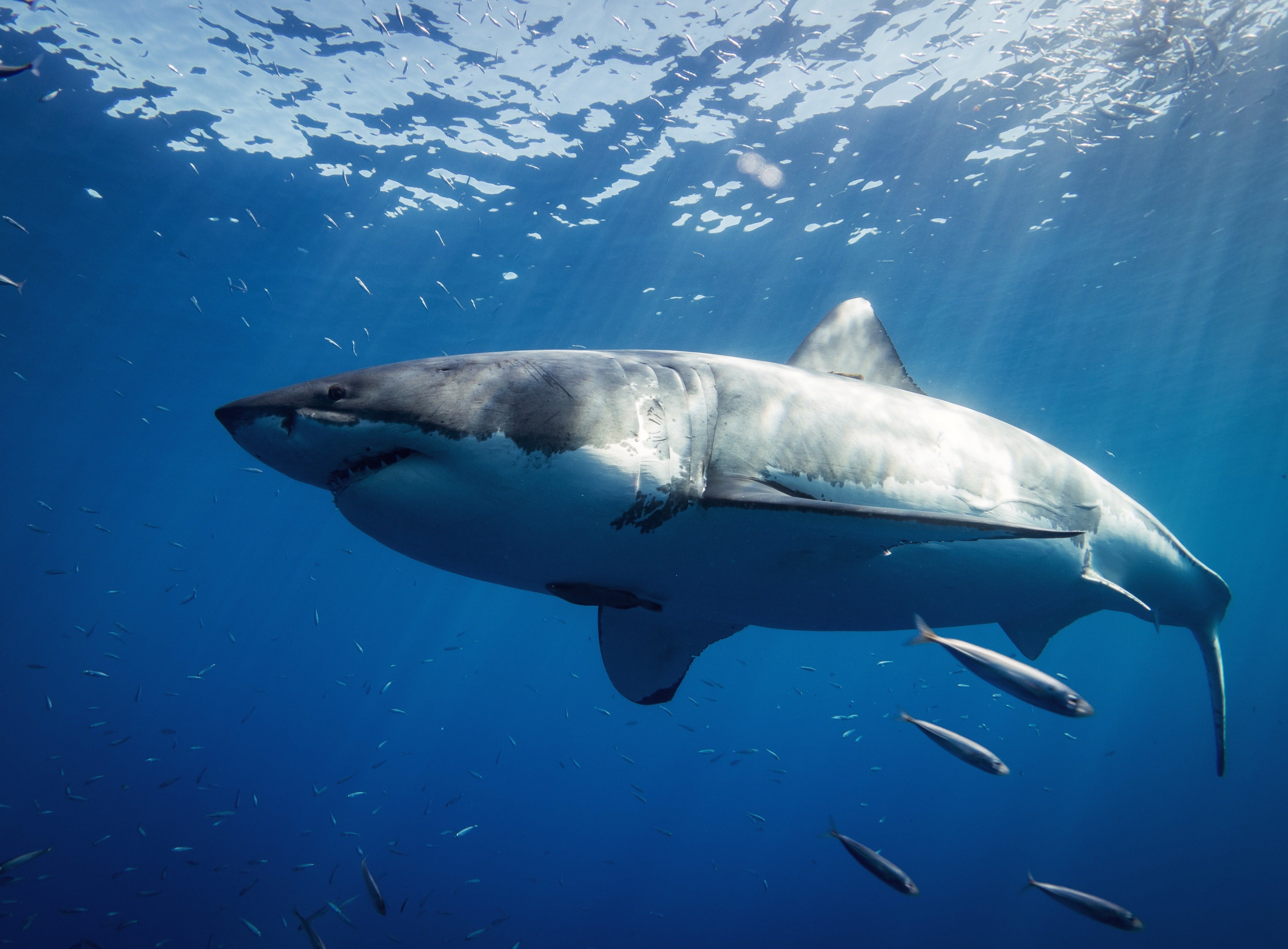 great-white-shark-mexico.jpg
