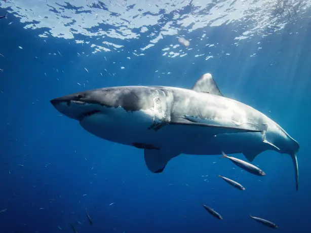 great-white-shark-mexico.jpg