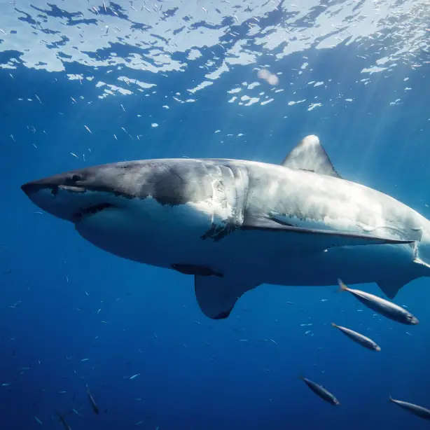 great-white-shark-mexico.jpg
