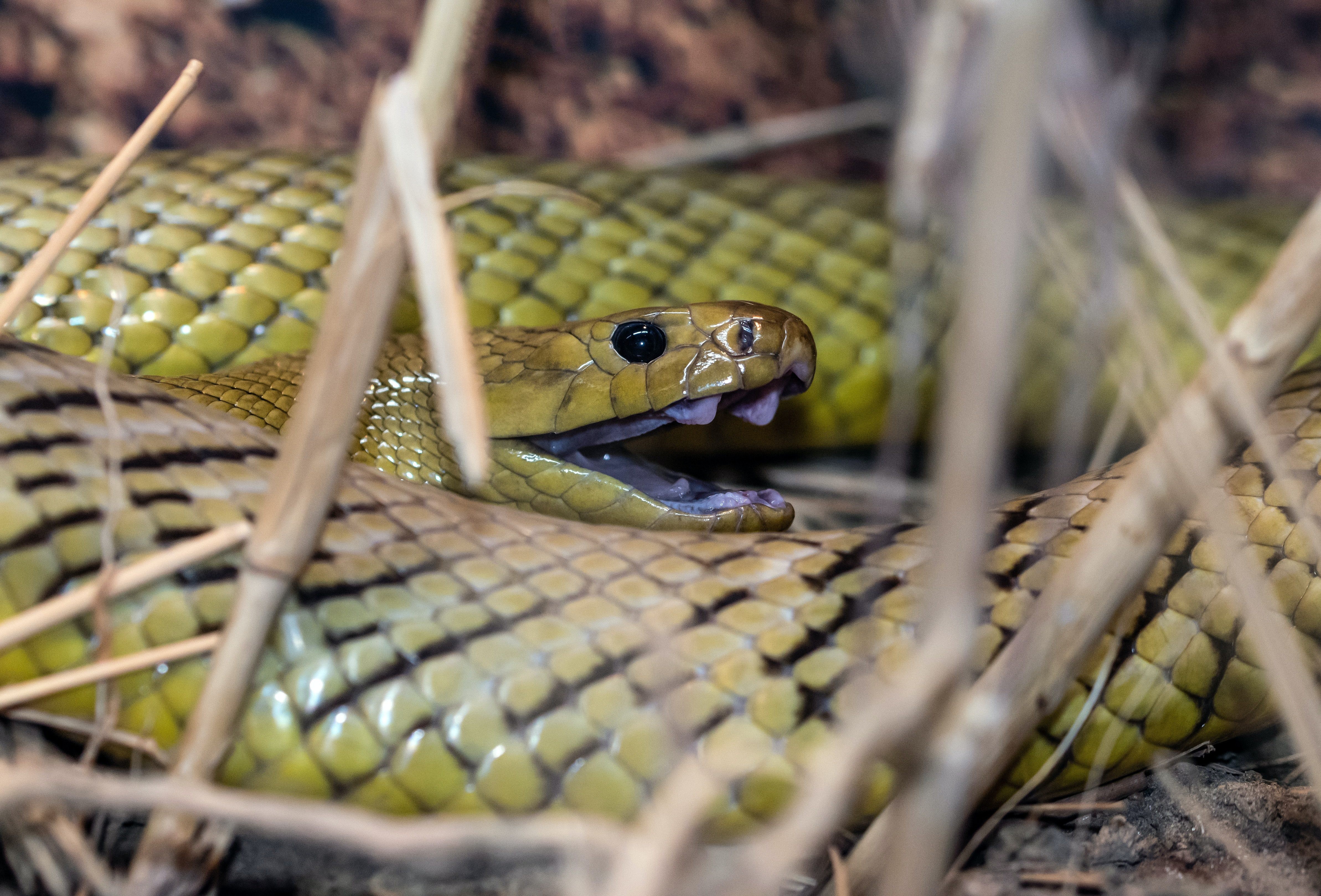 aus-inland-western-taipan-snake.jpg