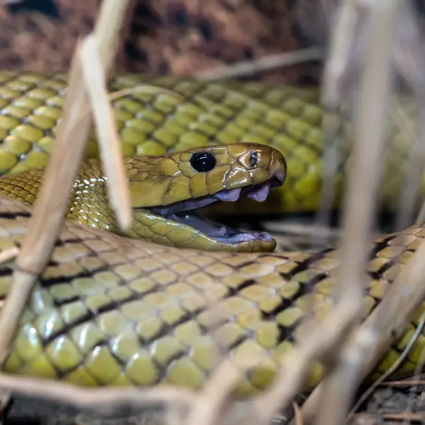 aus-inland-western-taipan-snake.jpg