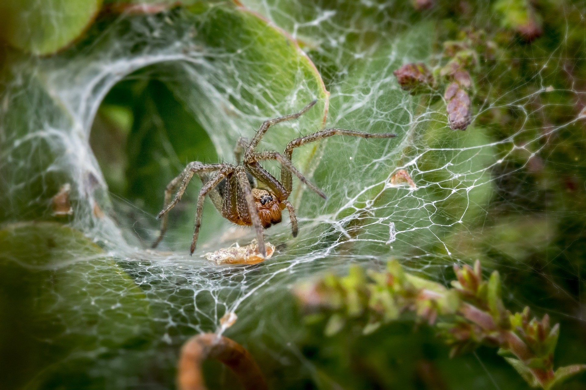 aus-funnel-webspider.jpg