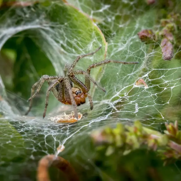aus-funnel-webspider.jpg