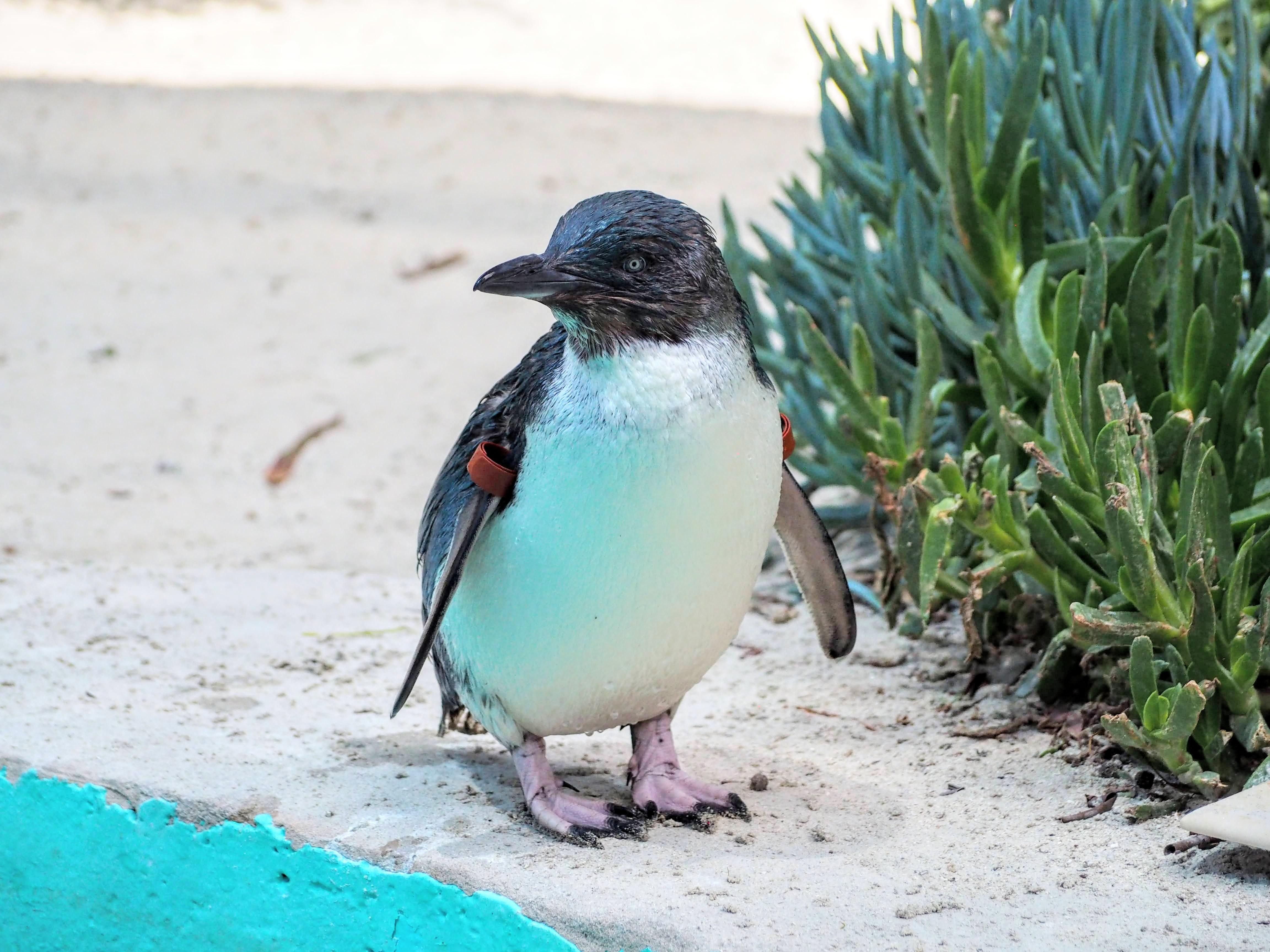 aus-vic-ballarat-wildlife-park.jpg