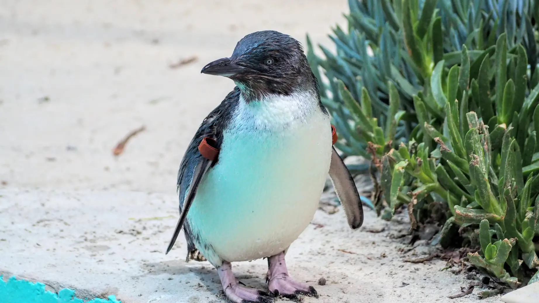 aus-vic-ballarat-wildlife-park.jpg