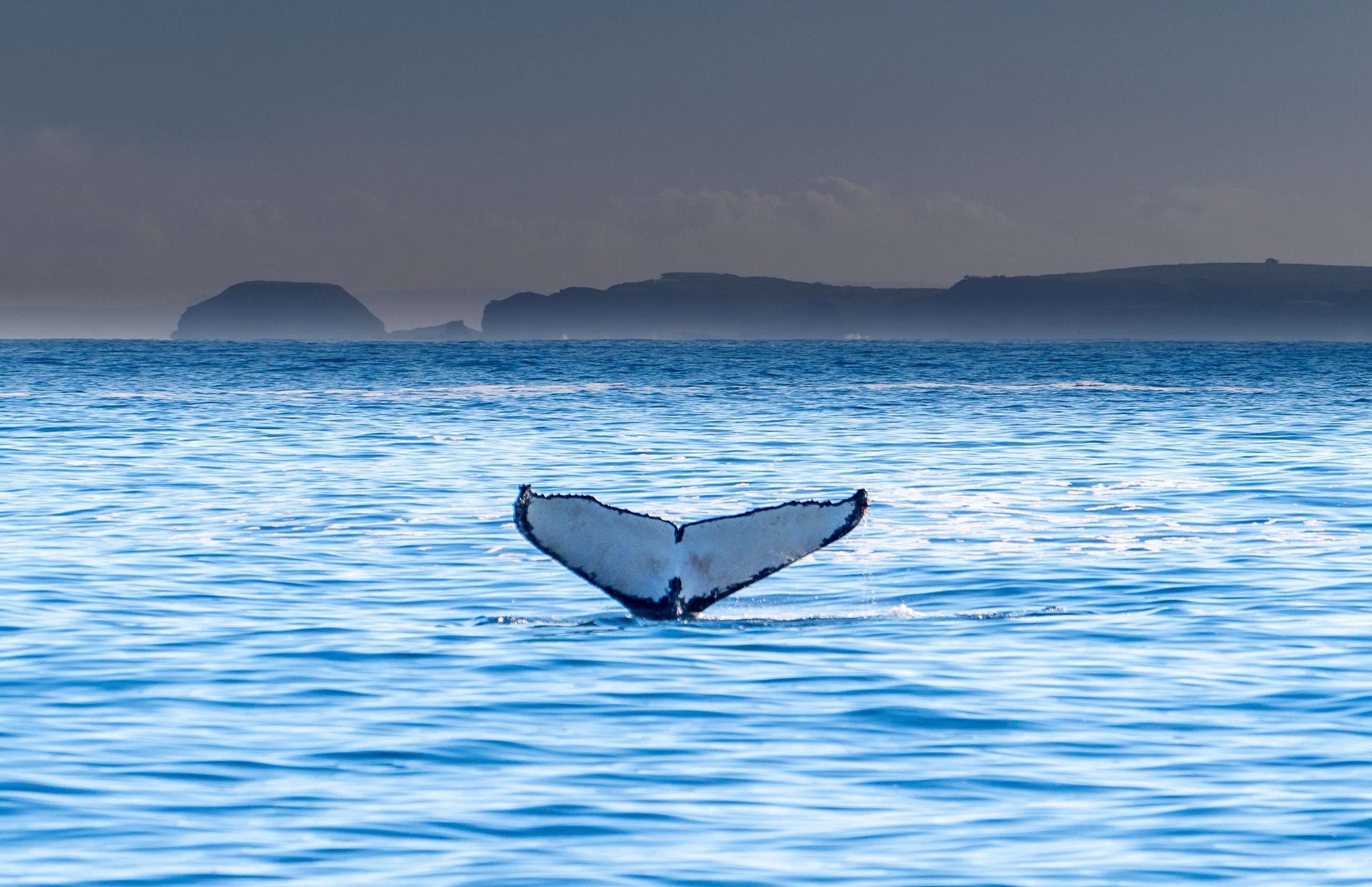 aus-vic-melbourne-phillip-island-humpback.jpg