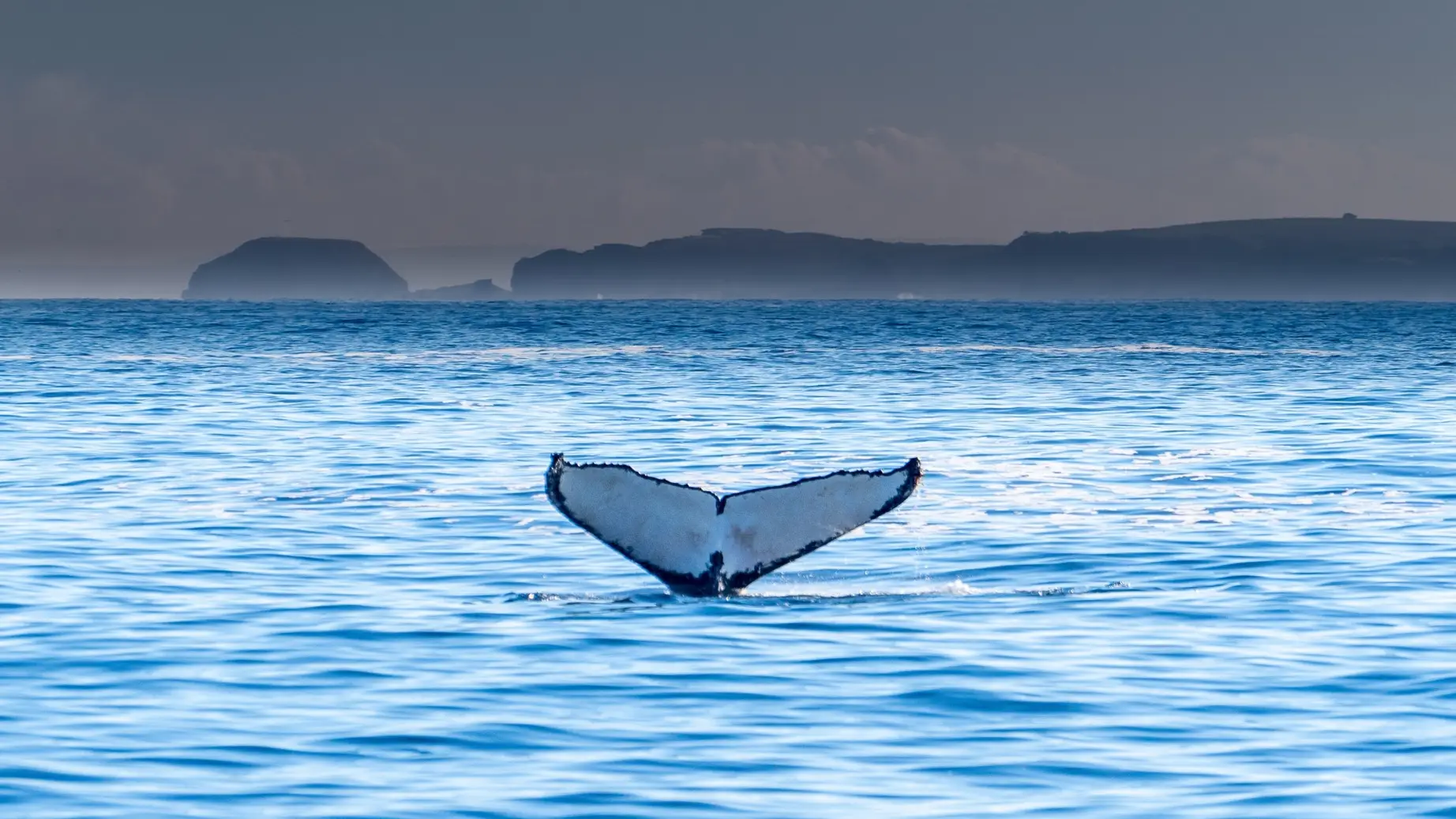 aus-vic-melbourne-phillip-island-humpback.jpg