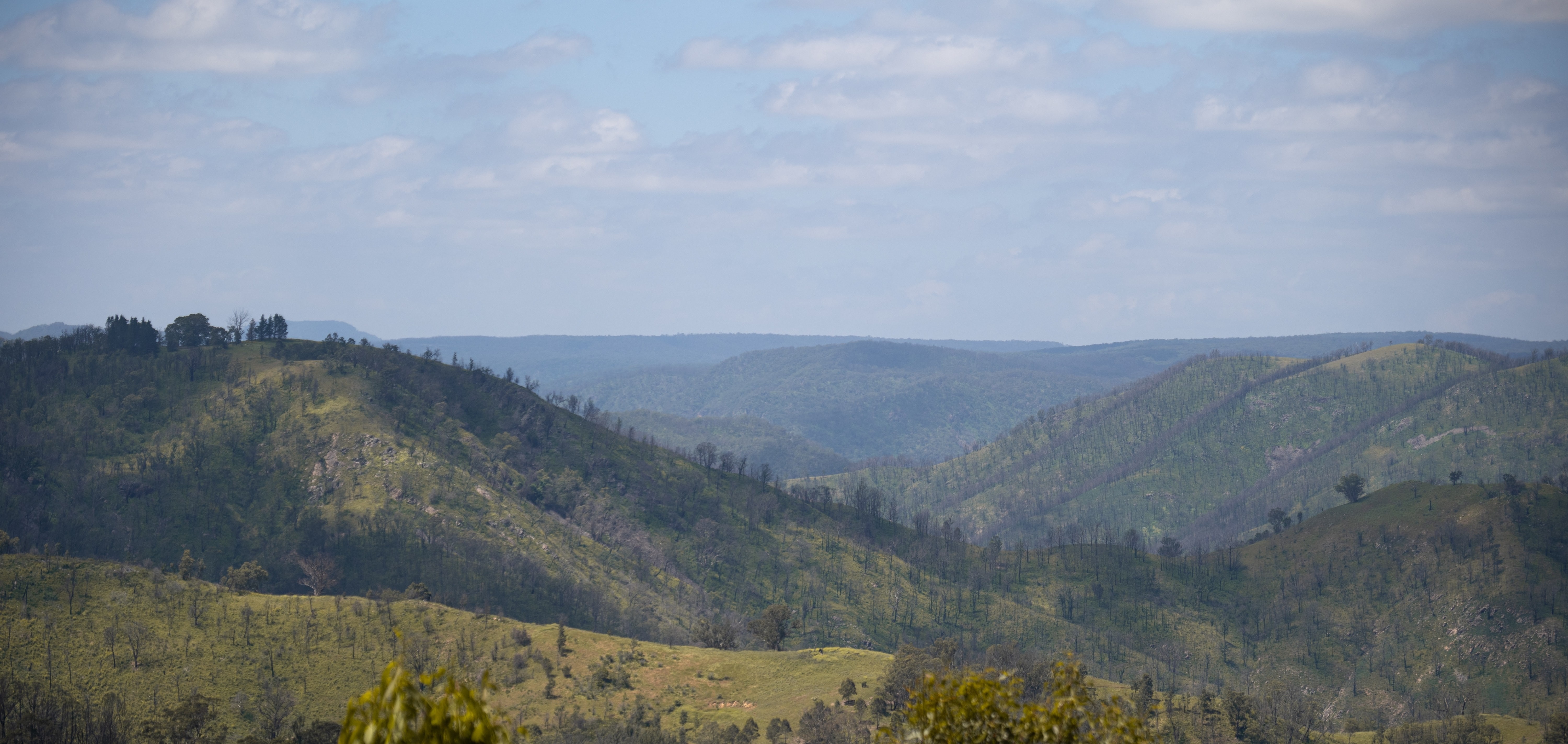 aus-nsw-blue-mountains-forest-after-bush-fire.jpg