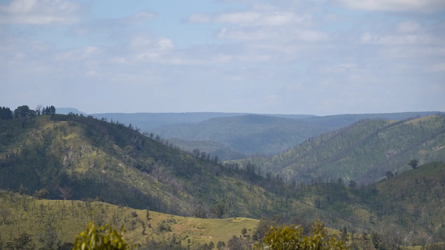 aus-nsw-blue-mountains-forest-after-bush-fire.jpg