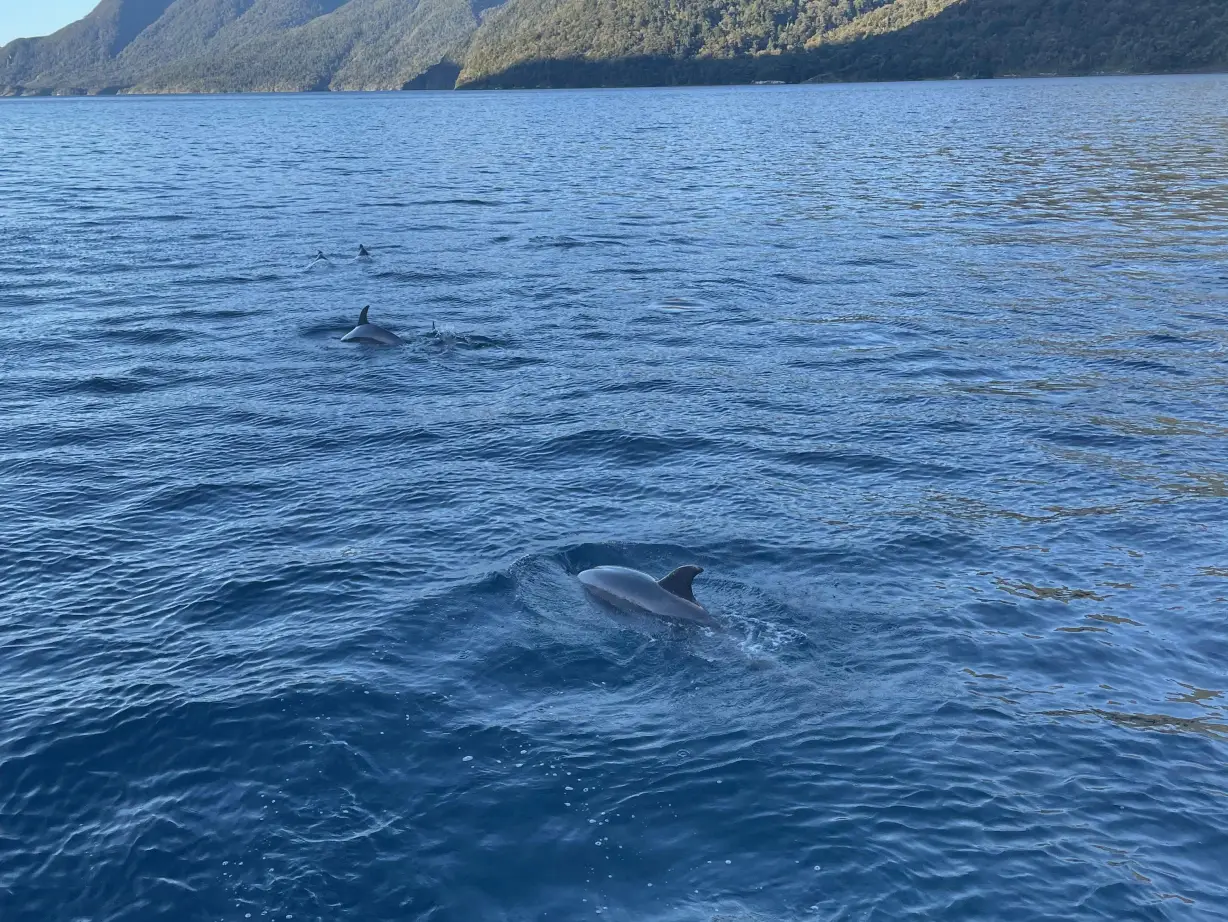 Neuseeland Delfine
