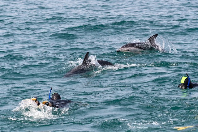 Nz general activities dolphin encounter kaikoura