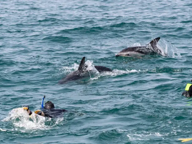 Nz general activities dolphin encounter kaikoura