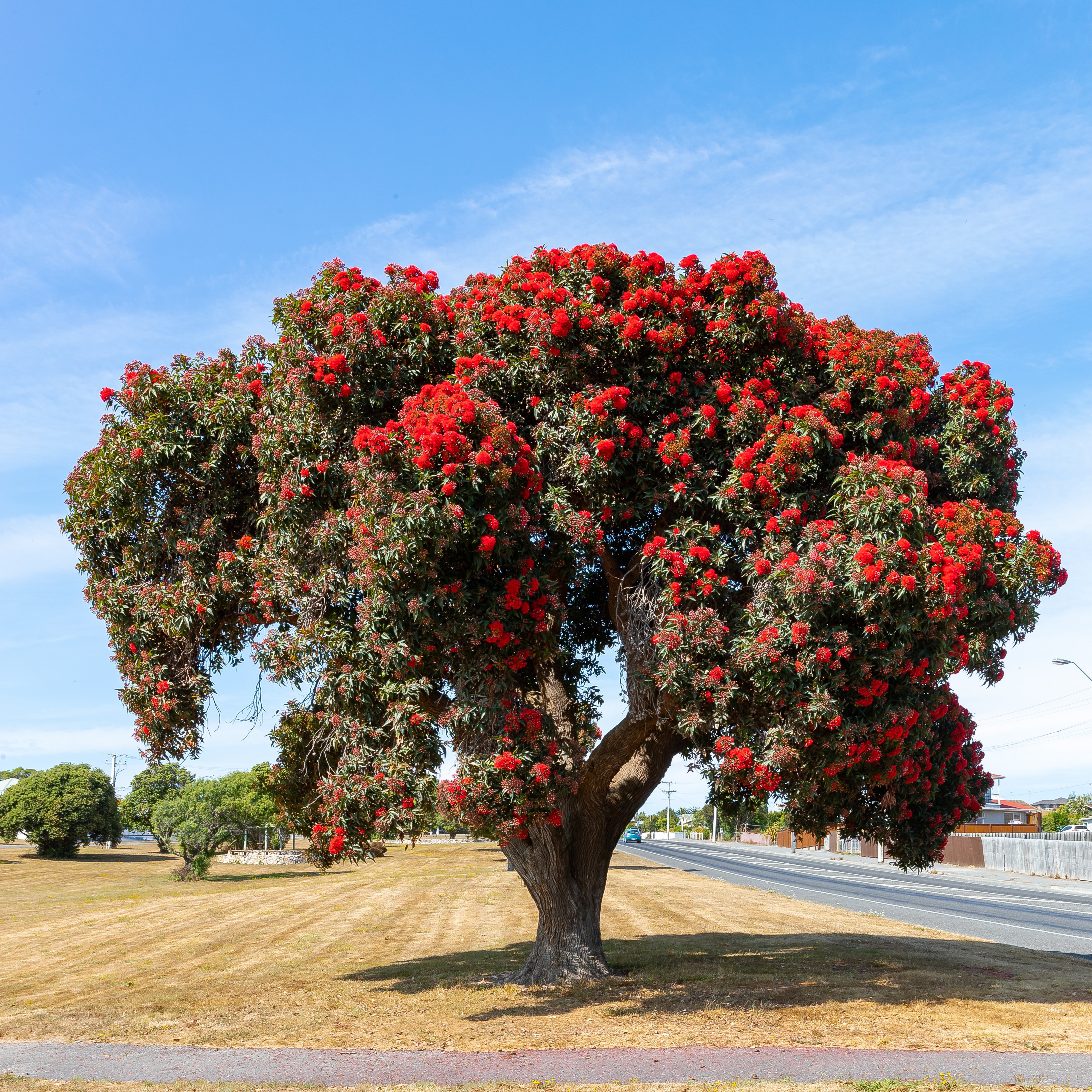 Nz pohutukawa tree nelson partner best travel time